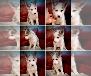 Siberian Husky Puppy for sale in PERRIS, CA, USA