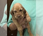 Red LM 6 - Male Bloodhound Puppy for Sale - Photo #11