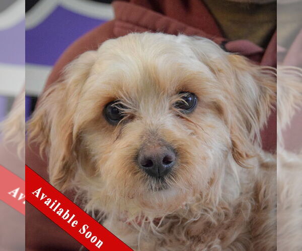 Medium Photo #1 Mutt Puppy For Sale in Huntley, IL, USA