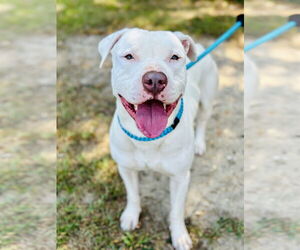 American Pit Bull Terrier Dogs for adoption in Jackson , NJ, USA