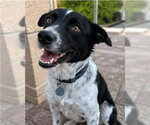 Small Border Collie Mix