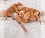 Small Photo #5 Vizsla Puppy For Sale in RICHLAND, WA, USA