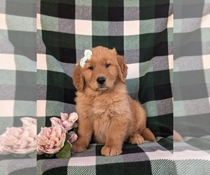 Golden Retriever Puppy for sale in CHRISTIANA, PA, USA