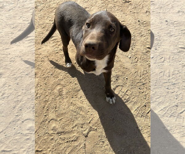 Medium Photo #4 Labrador Retriever-Unknown Mix Puppy For Sale in Apple Valley, CA, USA