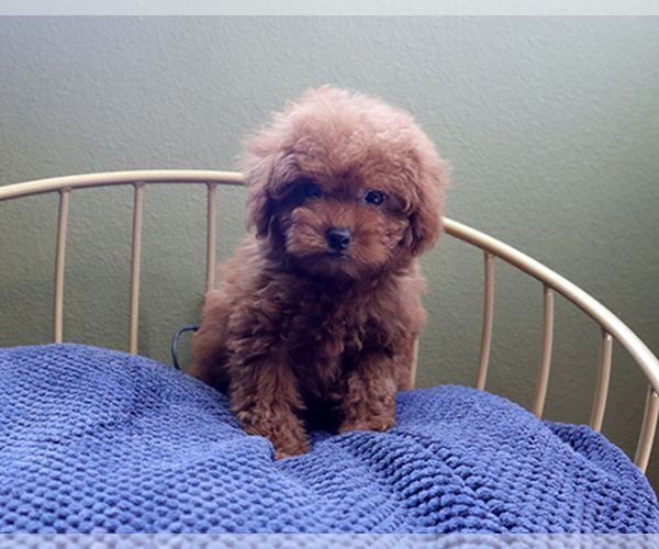 Medium Photo #3 Poodle (Toy) Puppy For Sale in LOS ANGELES, CA, USA
