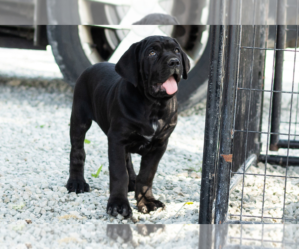 Medium Photo #2 Cane Corso Puppy For Sale in WAKARUSA, IN, USA
