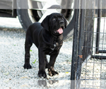 Small Photo #2 Cane Corso Puppy For Sale in WAKARUSA, IN, USA