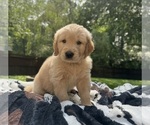 Small #14 Golden Retriever