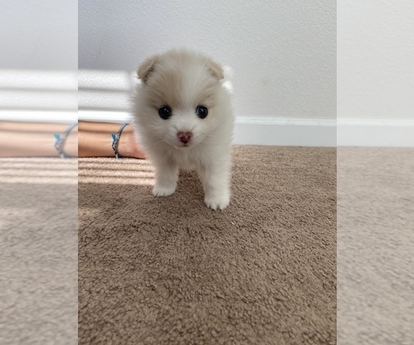Medium Photo #3 Pomeranian Puppy For Sale in SAN JOSE, CA, USA