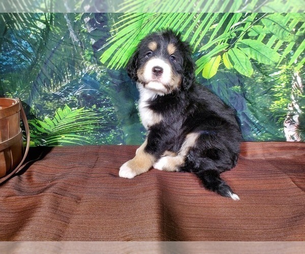 Medium Photo #5 Bernedoodle Puppy For Sale in BLACK FOREST, CO, USA