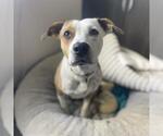 AUTUMN - Female American Pit Bull Terrier Dog for Adoption - Small photo