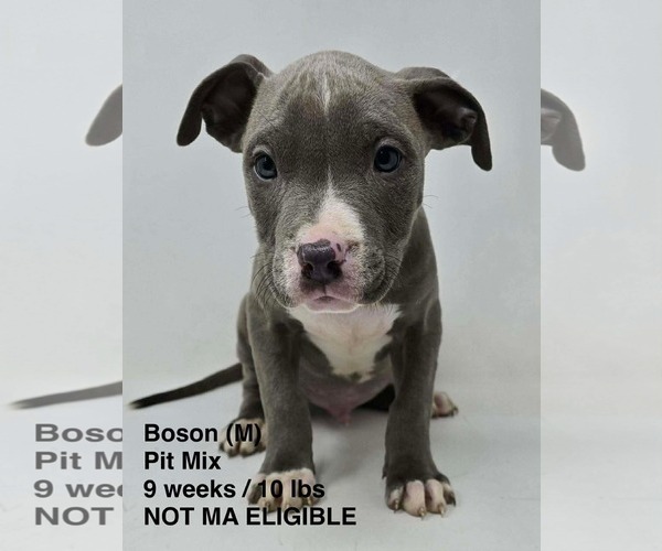 Medium Photo #5 Mutt Puppy For Sale in pomfret, CT, USA