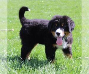 Bernese Mountain Dog Puppy for sale in BROOKVILLE, OH, USA