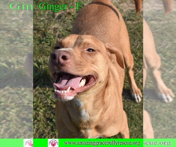 Medium Photo #8 Labrador Retriever-Unknown Mix Puppy For Sale in Pensacola, FL, USA