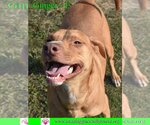 Small Photo #8 Labrador Retriever-Unknown Mix Puppy For Sale in Pensacola, FL, USA