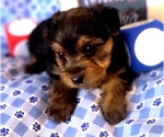 Small #1 Yorkshire Terrier