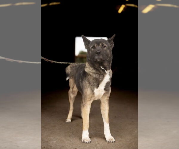 Medium Photo #6 Akita Puppy For Sale in Pottstown, PA, USA