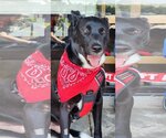 Small Photo #1 Shepradors Puppy For Sale in Gretna, NE, USA