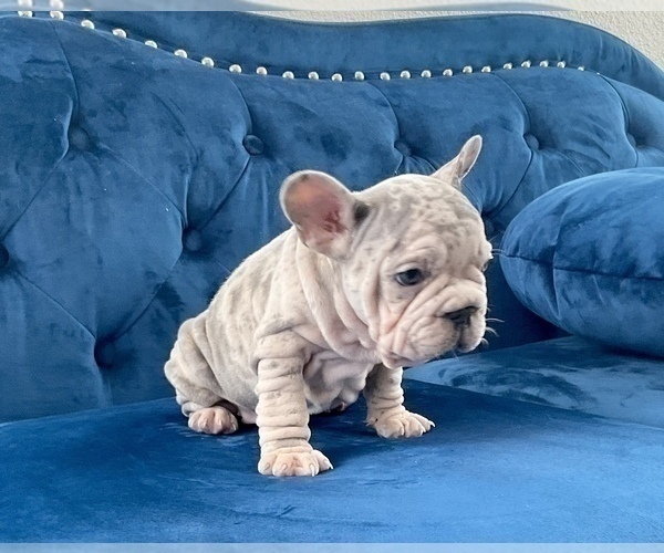 Medium Photo #16 French Bulldog Puppy For Sale in ATLANTA, GA, USA