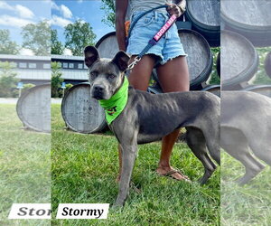 Great Dane-Unknown Mix Dogs for adoption in Chester, VA, USA