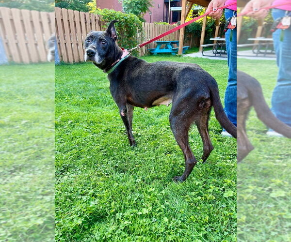 Medium Photo #4 Mutt Puppy For Sale in Springdale, PA, USA