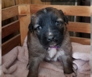 German Shepherd Dog-Saint Bernard Mix Puppy for sale in SAND LAKE, MI, USA