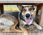 Small #1 German Shepherd Dog-Siberian Husky Mix