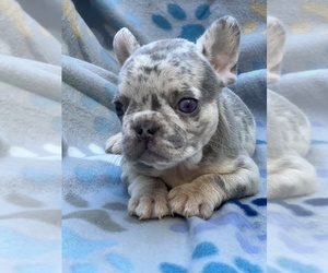 French Bulldog Puppy for sale in SACRAMENTO, CA, USA