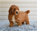 Small #2 Poodle (Miniature)