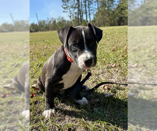 Medium Photo #2 Labrador Retriever-Unknown Mix Puppy For Sale in Tarrytown, GA, USA