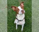 Small #7 Rat Terrier Mix