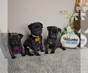 Pug Puppy for sale in JASONVILLE, IN, USA