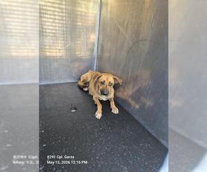 Mutt Dogs for adoption in San Antonio, TX, USA
