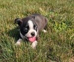 Small #7 Boston Terrier