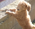 Small Photo #12 Double Doodle Puppy For Sale in SANTA PAULA, CA, USA