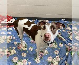 Mutt Dogs for adoption in Fort Wayne, IN, USA