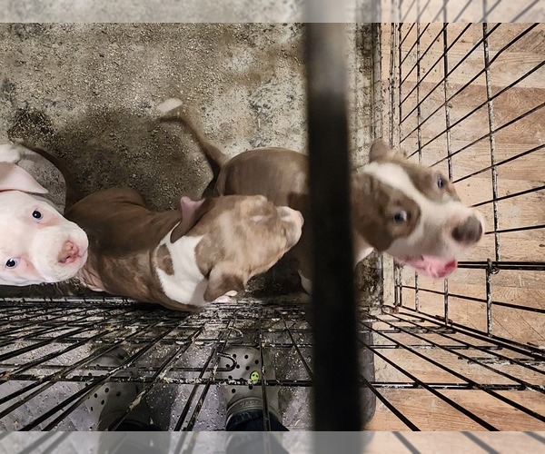 Medium Photo #14 American Bully Puppy For Sale in HARRISBURG, PA, USA