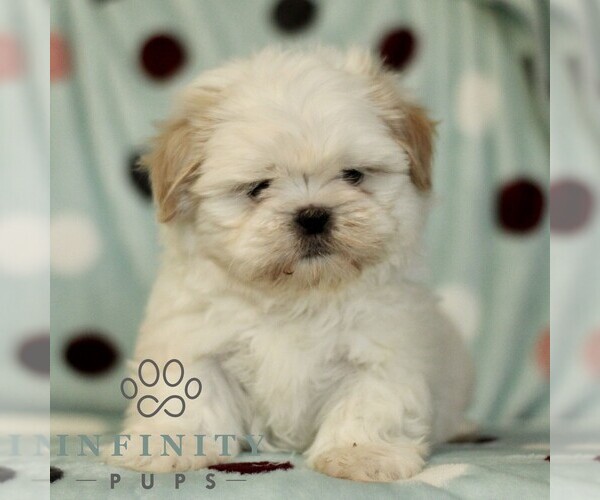 Medium Photo #1 Shih Tzu Puppy For Sale in BIRD IN HAND, PA, USA