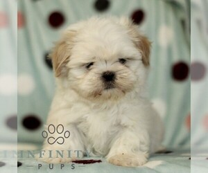 Shih Tzu Puppy for Sale in BIRD IN HAND, Pennsylvania USA