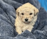 Puppy Puppy 4 Poodle (Toy)