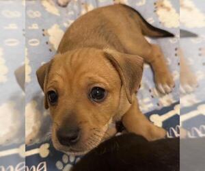 Chiweenie Dogs for adoption in Los Angeles, CA, USA