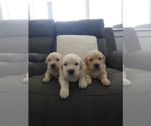 Golden Retriever Puppy for Sale in ELVERTA, California USA