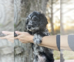 Goldendoodle (Miniature) Puppy for sale in BRADENTON, FL, USA