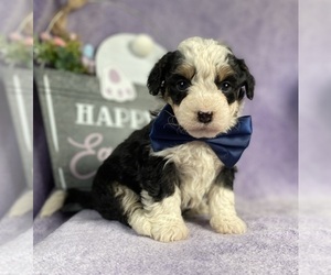 Miniature Bernedoodle Puppy for sale in LANCASTER, PA, USA