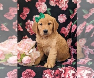 Golden Retriever Puppy for sale in OXFORD, PA, USA