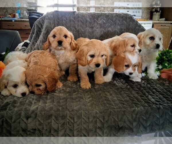 Medium Photo #1 Cavachon Puppy For Sale in STANLEY, WI, USA