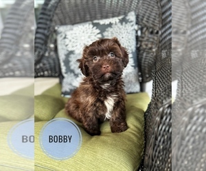 ShihPoo Puppy for Sale in BOWLING GREEN, Kentucky USA
