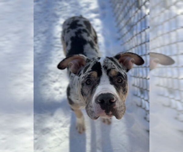 Medium Photo #3 Mutt Puppy For Sale in Bemidji, MN, USA