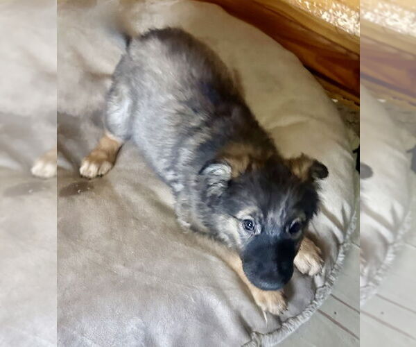 Medium Photo #4 Mutt Puppy For Sale in San Diego, CA, USA