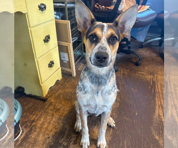 Medium Photo #2 Mutt Puppy For Sale in Oakhurst, NJ, USA